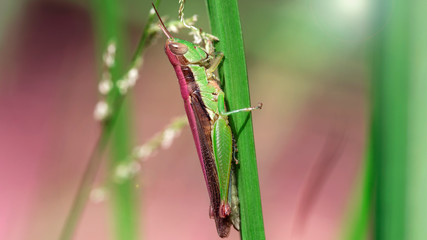 pink and green colorful grasshopper climbing on a leaf, macro photo of this strong insect capable of jumping a long distance from a leaf to another. sometimes a pest for the fields of Thailand