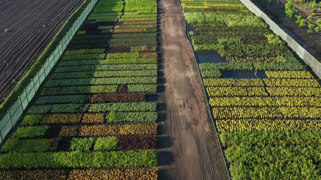 bird's eye view aerial shot of a plant nursery