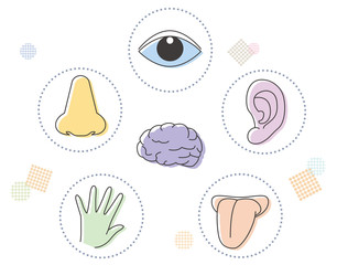 五感イメージと脳・アイコンセット