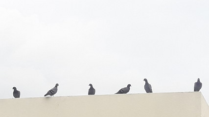 pigeons on the roof