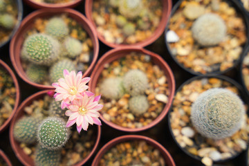 blooming cactus flowers in pot at cactus tropical plants farm