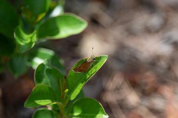 Horace's Duskywing Skipper on a Leaf