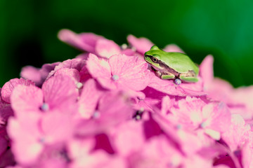 アジサイとカエル