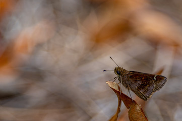 Horaces Duskywing Skipper Surveying the Flowers