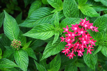 the grand and mysterious architecture of Cambodia.