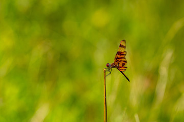 Halloween Pennant Dragonfly wings up
