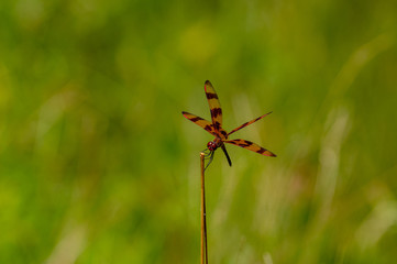 Halloween Pennant Dragonfly on stem
