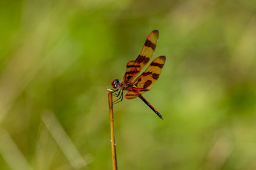 Halloween Pennant Dragonfly at rest