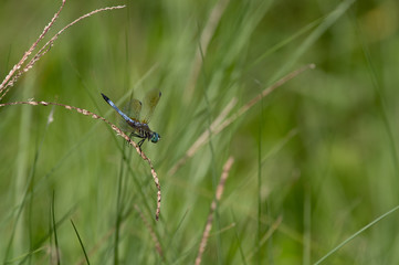 Eastern Pondhawk Dragonfly on Grass