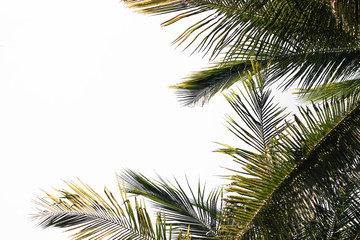coconut tree leaves.white background.