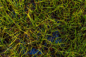 Salt Marsh Grass from Above