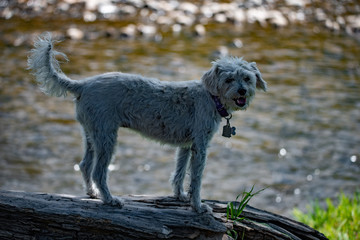 Terrier by the River