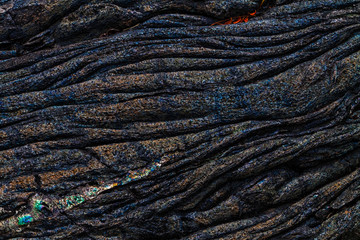 New Plant Life Growing In The Patterns of  Pāhoehoe (Smooth) Lava, Hawaii Volcanoes National Park, Hawaii, Hawaii, USA