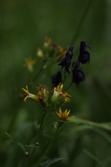 Hidden Wildflowers