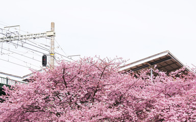 電車の駅と桜