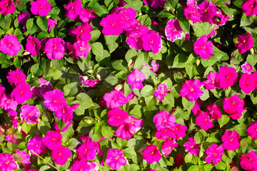Purple flowers on blurred golden background
