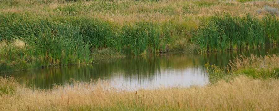 Wetlands