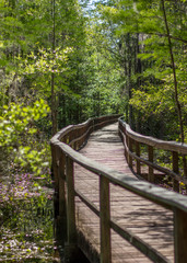 bridge in the forest