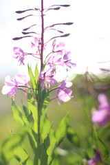 Pink and purple flowers