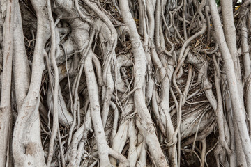 Pattern of Many tree roots  texture background