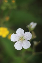 close up of a white flower