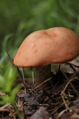 mushroom in the forest