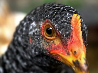 Barred-Rock Hen