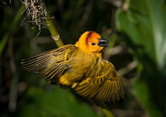 This image shows the rear view of a beautiful Taveta Golden Weaver Bird (Ploceus castaneiceps) with wings spread.