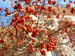 autumn hawthorn branch with red berries and yellow green leaves on a blury background