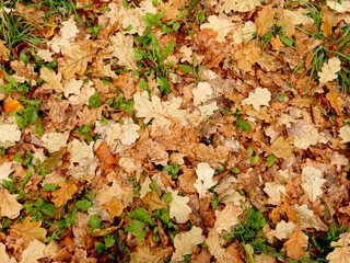 carpet of autumn yellow orange red oak fallen leaves, abstract background