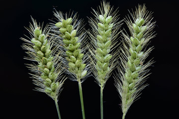 Nature, Wild And Animals