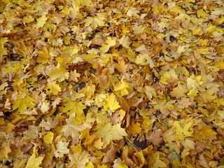 carpet of autumn yellow orange red fallen maple leaves