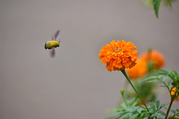 Nature, Wild And Animals