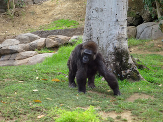 Fototapeta na wymiar Gorilla roaming in the zoo 