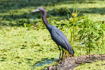 Little Blue Heron (Egretta caerulea) Feeding in Pilant Lake, Brazos Bend State Park, Needeville, Texas, USA