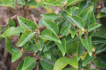 オレアリアの木(ニュージーランド)