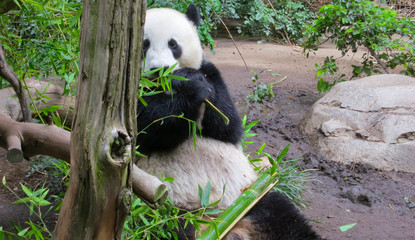 Obraz premium Panda Bears at San Diego Zoo