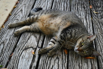 cat on wooden porch