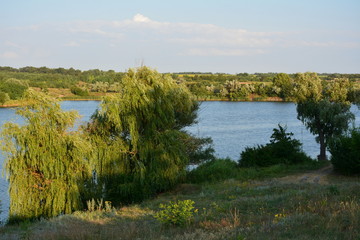 The old pussy willows on the bank of a rural pond.