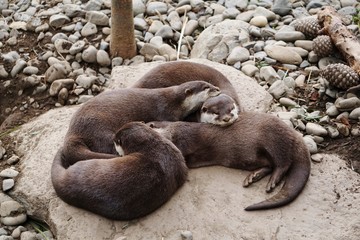 Naklejka premium family of Otters sleeping on a large rock.