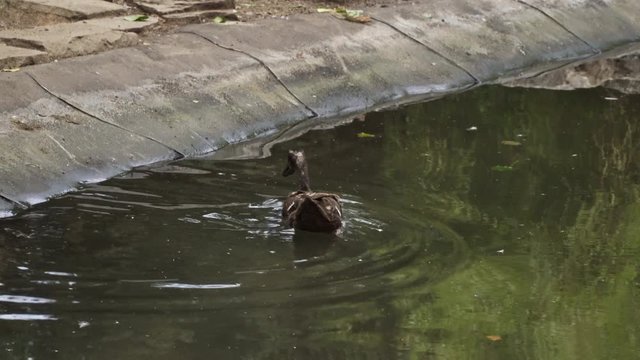 medium long shot of a duck swimming (4k)
