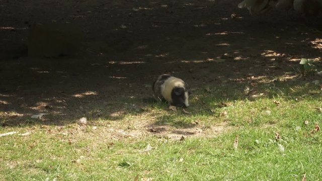 Guinea pig eating leaves in the shade of a tree