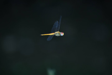 Nature, Wild And Animals