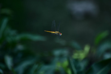 Dragonfly in Flight Flying