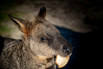 Little kangaroo eating banana leaf