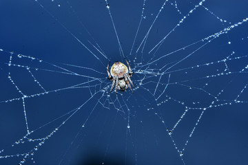 Nature, Wild And Animals