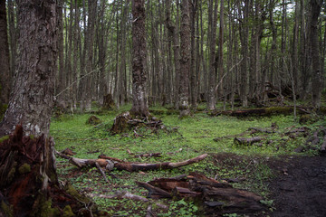 The woods early in the morning. Nothofagus pumilio trees forest in Patagonia. 