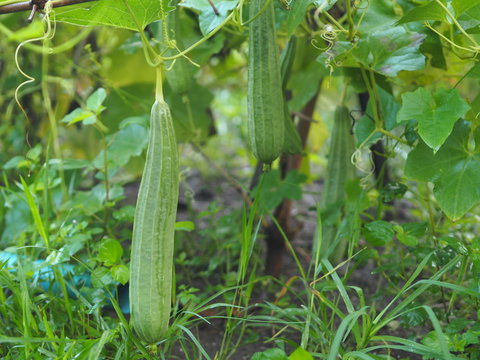 luffa acutangular, Cucurbitaceae green vegetable fresh in garden on nature background