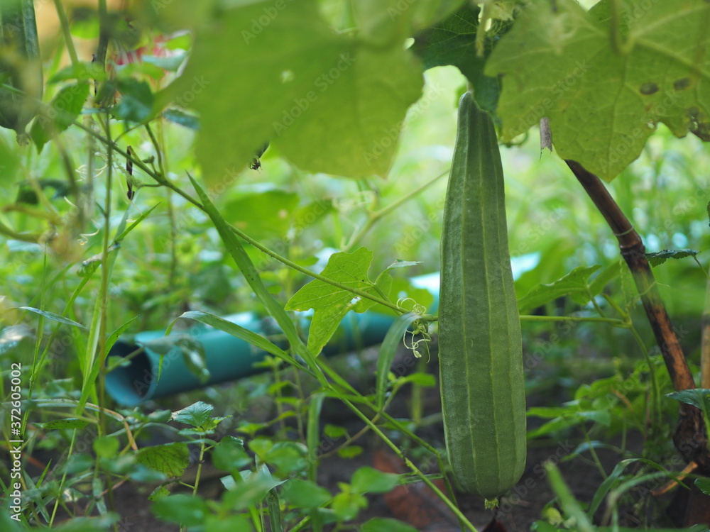 Wall mural luffa acutangular, cucurbitaceae green vegetable fresh in garden on nature background