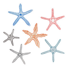 Sea stars set hand drawn with pastel isolated on a white background.